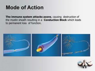 Mode of Action
The immune system attacks axons, causing destruction of
the myelin sheath resulting in a Conduction Block which leads
to permanent loss of function.
 