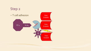 Step 2
• T cell adhesion
VLA4
Vasc.
Endoth.
M
M
P
 