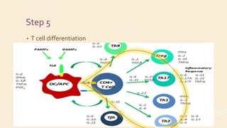 Step 5
• T cell differentiation
 