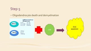 Step 5
• Oligodendrocyte death and demyelination
CD8
OLG
apoptosis
 