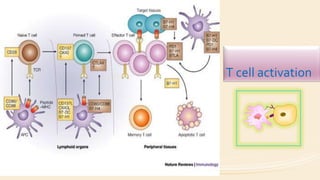 T cell activation
 