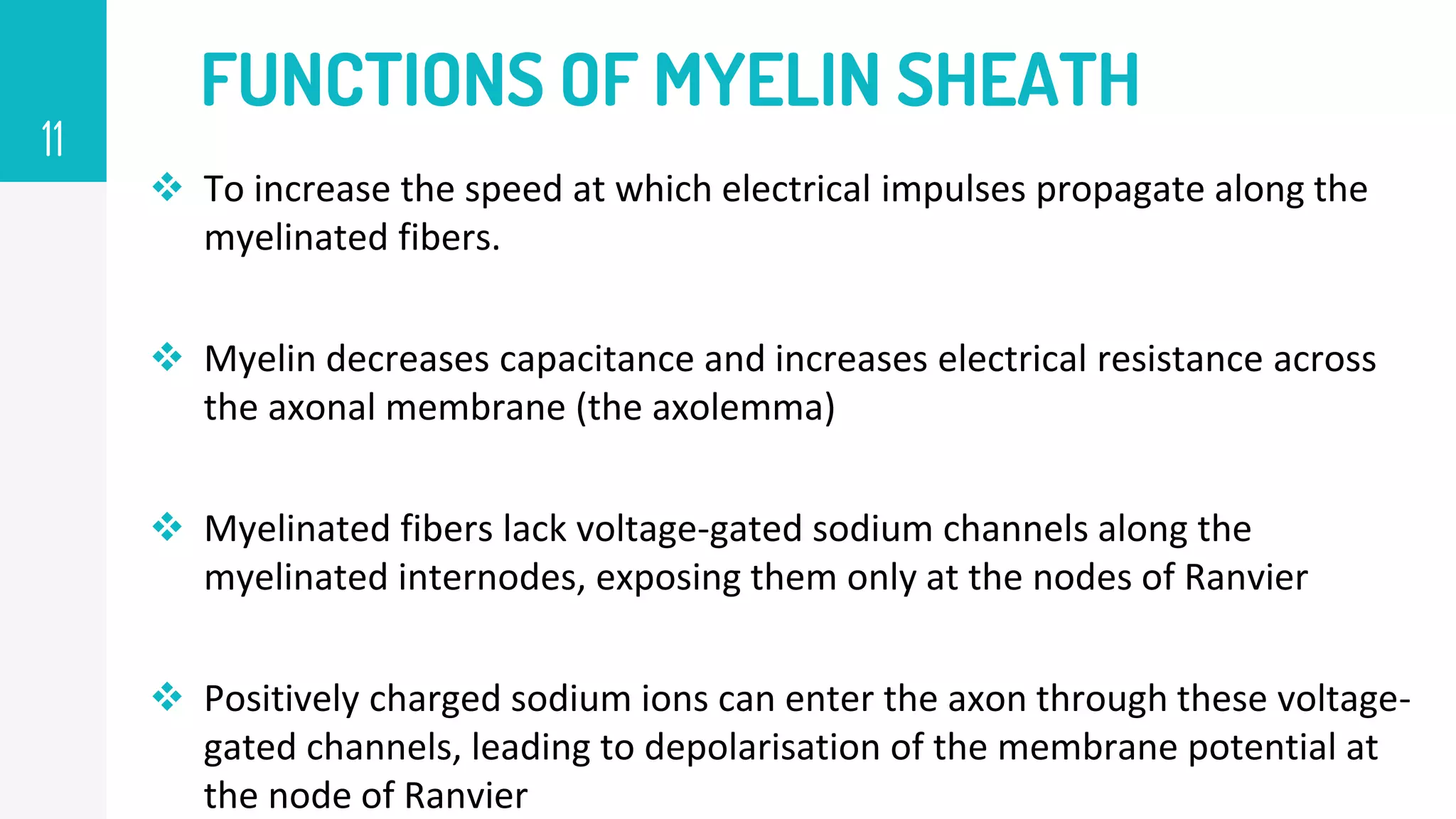  To increase the speed at which electrical impulses propagate along the
myelinated fibers.
 Myelin decreases capacitance and increases electrical resistance across
the axonal membrane (the axolemma)
 Myelinated fibers lack voltage-gated sodium channels along the
myelinated internodes, exposing them only at the nodes of Ranvier
 Positively charged sodium ions can enter the axon through these voltage-
gated channels, leading to depolarisation of the membrane potential at
the node of Ranvier
FUNCTIONS OF MYELIN SHEATH
11
 