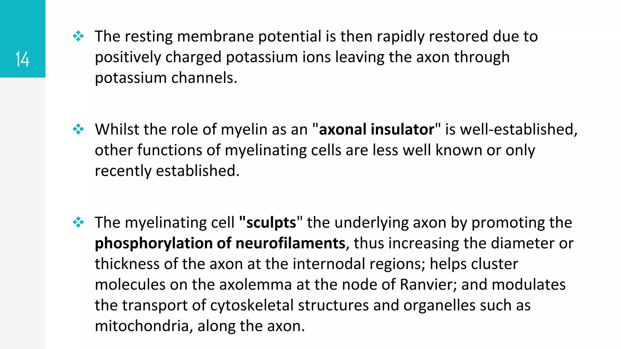 14
 The resting membrane potential is then rapidly restored due to
positively charged potassium ions leaving the axon through
potassium channels.
 Whilst the role of myelin as an "axonal insulator" is well-established,
other functions of myelinating cells are less well known or only
recently established.
 The myelinating cell "sculpts" the underlying axon by promoting the
phosphorylation of neurofilaments, thus increasing the diameter or
thickness of the axon at the internodal regions; helps cluster
molecules on the axolemma at the node of Ranvier; and modulates
the transport of cytoskeletal structures and organelles such as
mitochondria, along the axon.
 