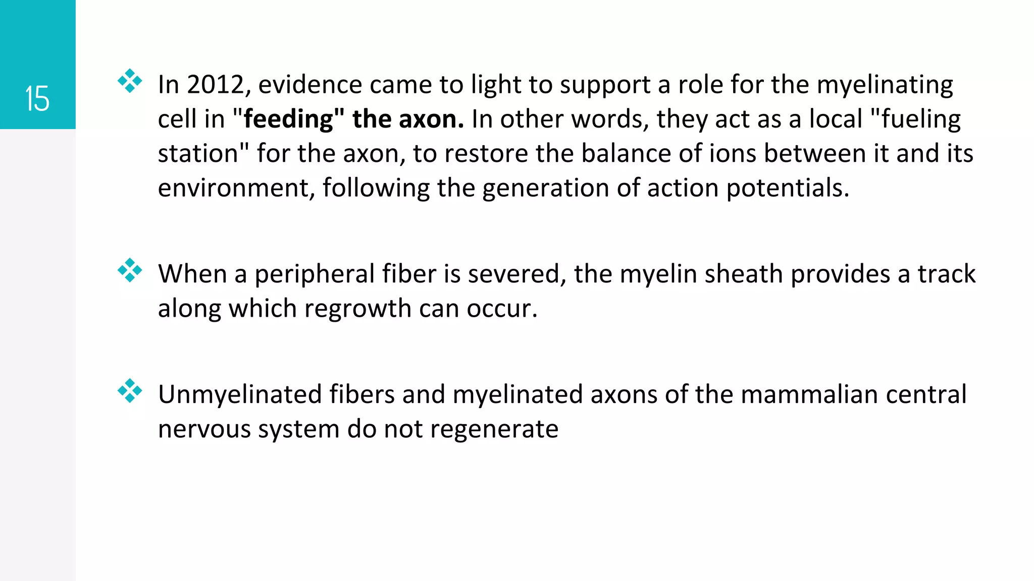  In 2012, evidence came to light to support a role for the myelinating
cell in "feeding" the axon. In other words, they act as a local "fueling
station" for the axon, to restore the balance of ions between it and its
environment, following the generation of action potentials.
 When a peripheral fiber is severed, the myelin sheath provides a track
along which regrowth can occur.
 Unmyelinated fibers and myelinated axons of the mammalian central
nervous system do not regenerate
15
 