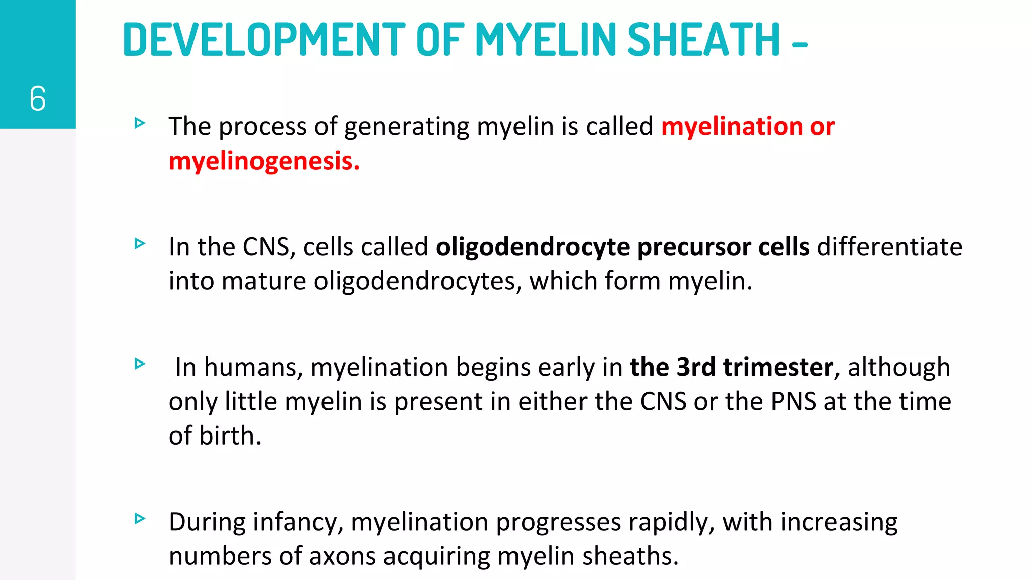 ▹ The process of generating myelin is called myelination or
myelinogenesis.
▹ In the CNS, cells called oligodendrocyte precursor cells differentiate
into mature oligodendrocytes, which form myelin.
▹ In humans, myelination begins early in the 3rd trimester, although
only little myelin is present in either the CNS or the PNS at the time
of birth.
▹ During infancy, myelination progresses rapidly, with increasing
numbers of axons acquiring myelin sheaths.
6
DEVELOPMENT OF MYELIN SHEATH -
 