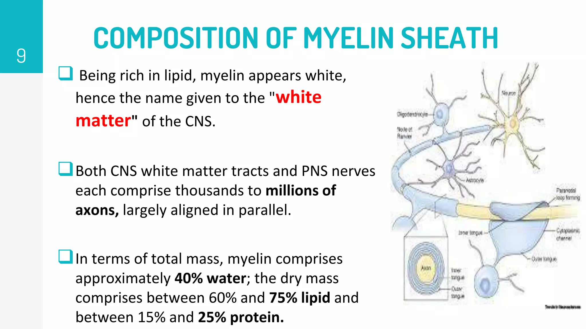COMPOSITION OF MYELIN SHEATH
 Being rich in lipid, myelin appears white,
hence the name given to the "white
matter" of the CNS.
Both CNS white matter tracts and PNS nerves
each comprise thousands to millions of
axons, largely aligned in parallel.
In terms of total mass, myelin comprises
approximately 40% water; the dry mass
comprises between 60% and 75% lipid and
between 15% and 25% protein.
9
 