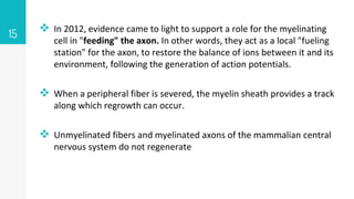  In 2012, evidence came to light to support a role for the myelinating
cell in "feeding" the axon. In other words, they act as a local "fueling
station" for the axon, to restore the balance of ions between it and its
environment, following the generation of action potentials.
 When a peripheral fiber is severed, the myelin sheath provides a track
along which regrowth can occur.
 Unmyelinated fibers and myelinated axons of the mammalian central
nervous system do not regenerate
15
 
