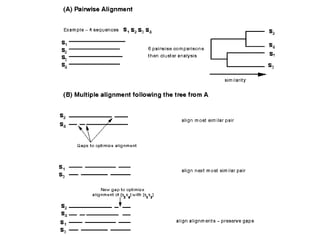 Multiple sequence alignment | PPTX | Genetics | Science