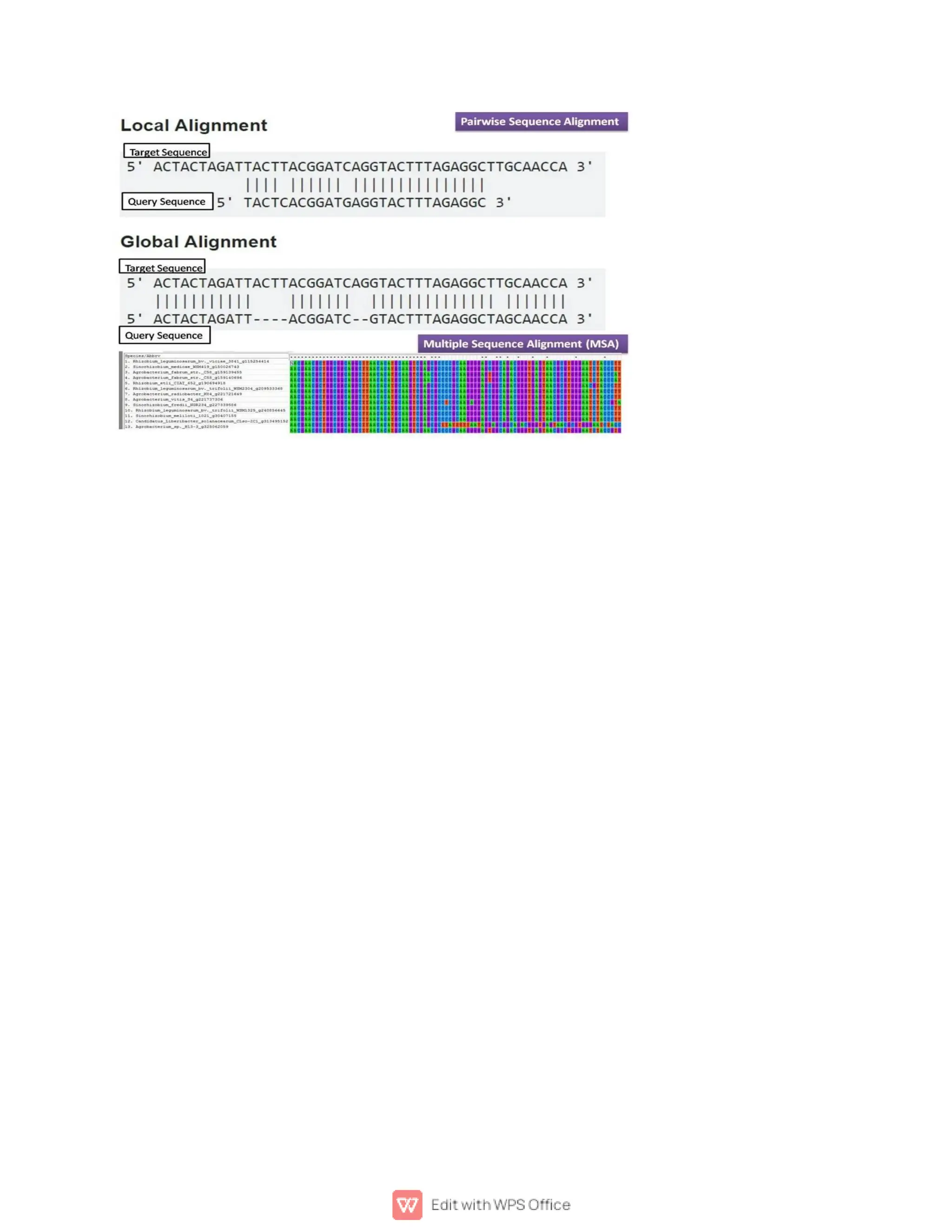 multiple sequence and pairwise alignment.pdf