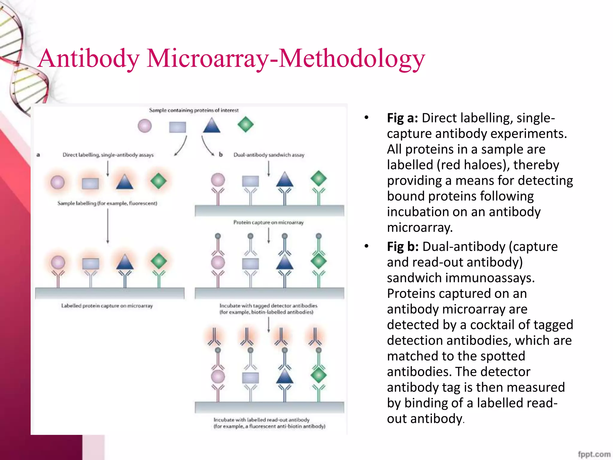 Antibody Microarray-Methodology
• Fig a: Direct labelling, single-
capture antibody experiments.
All proteins in a sample are
labelled (red haloes), thereby
providing a means for detecting
bound proteins following
incubation on an antibody
microarray.
• Fig b: Dual-antibody (capture
and read-out antibody)
sandwich immunoassays.
Proteins captured on an
antibody microarray are
detected by a cocktail of tagged
detection antibodies, which are
matched to the spotted
antibodies. The detector
antibody tag is then measured
by binding of a labelled read-
out antibody.
 