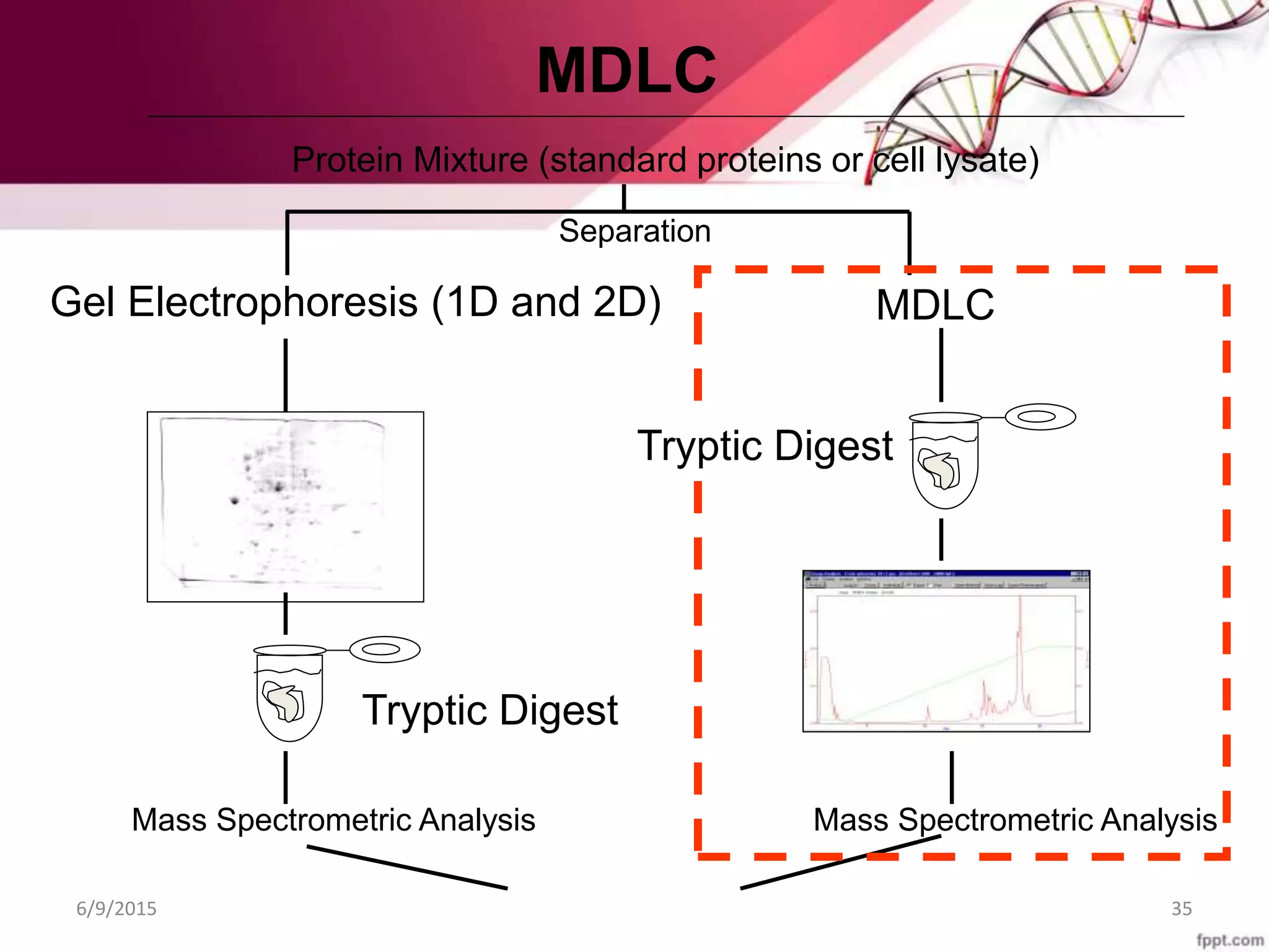 Separation
Gel Electrophoresis (1D and 2D) MDLC
Tryptic Digest
Mass Spectrometric Analysis Mass Spectrometric Analysis
Database Search
Protein Mixture (standard proteins or cell lysate)
Tryptic Digest
MDLC
6/9/2015 35
 