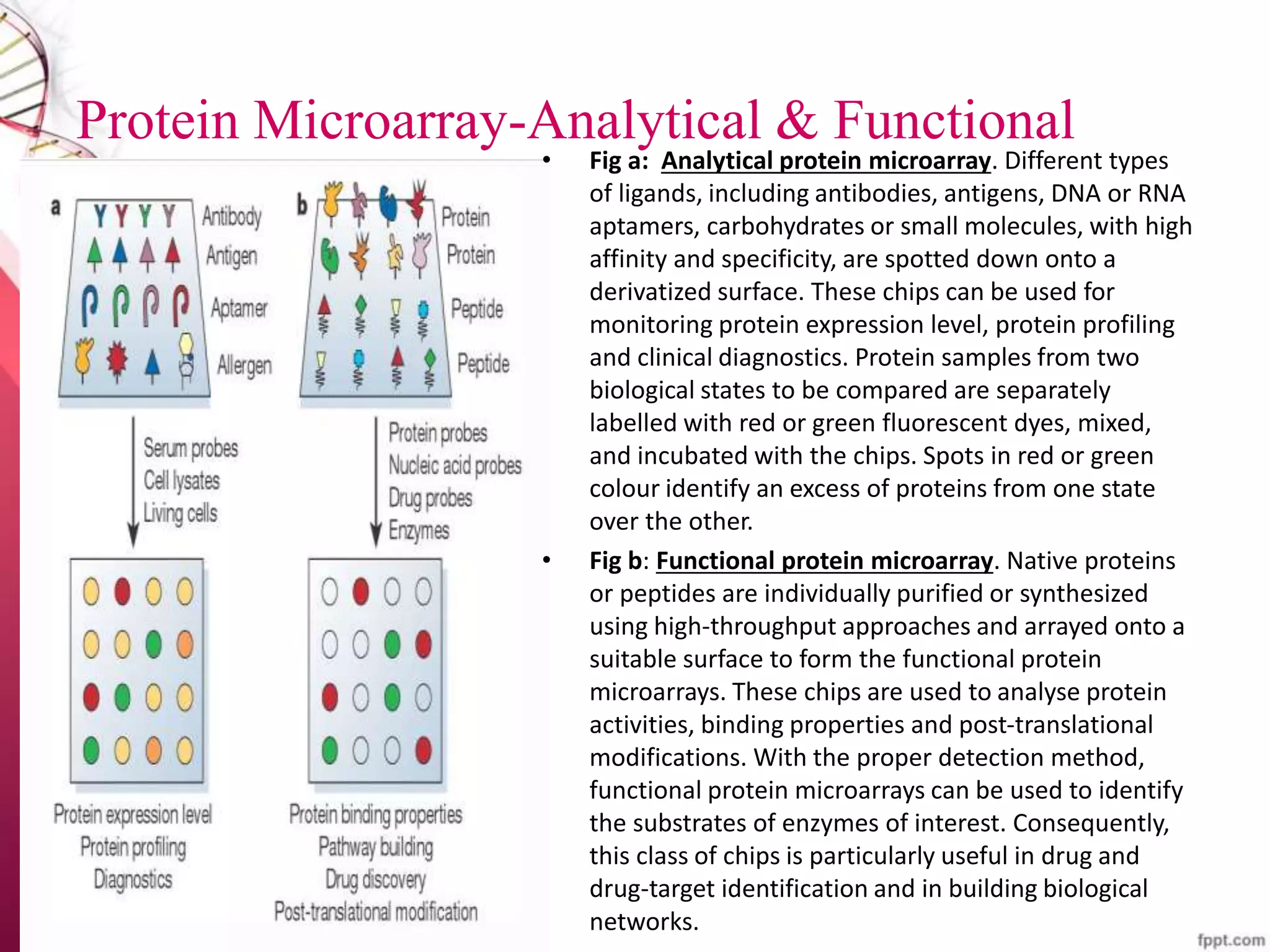 Protein Microarray-Analytical & Functional
• Fig a: Analytical protein microarray. Different types
of ligands, including antibodies, antigens, DNA or RNA
aptamers, carbohydrates or small molecules, with high
affinity and specificity, are spotted down onto a
derivatized surface. These chips can be used for
monitoring protein expression level, protein profiling
and clinical diagnostics. Protein samples from two
biological states to be compared are separately
labelled with red or green fluorescent dyes, mixed,
and incubated with the chips. Spots in red or green
colour identify an excess of proteins from one state
over the other.
• Fig b: Functional protein microarray. Native proteins
or peptides are individually purified or synthesized
using high-throughput approaches and arrayed onto a
suitable surface to form the functional protein
microarrays. These chips are used to analyse protein
activities, binding properties and post-translational
modifications. With the proper detection method,
functional protein microarrays can be used to identify
the substrates of enzymes of interest. Consequently,
this class of chips is particularly useful in drug and
drug-target identification and in building biological
networks.
 