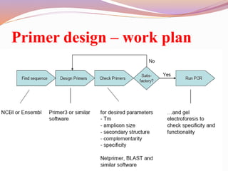 Primer design – work plan
 