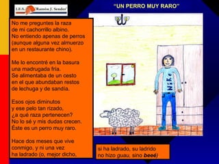 “ UN PERRO MUY RARO” No me preguntes la raza de mi cachorrillo albino. No entiendo apenas de perros (aunque alguna vez almuerzo en un restaurante chino). Me lo encontré en la basura una madrugada fría. Se alimentaba de un cesto en el que abundaban restos de lechuga y de sandía. Esos ojos diminutos y ese pelo tan rizado, ¿a qué raza pertenecen? No lo sé y mis dudas crecen. Éste es un perro muy raro. Hace dos meses que vive conmigo, y ni una vez ha ladrado (o, mejor dicho, si ha ladrado, su ladrido no hizo  guau,  sino  beeé ) . 