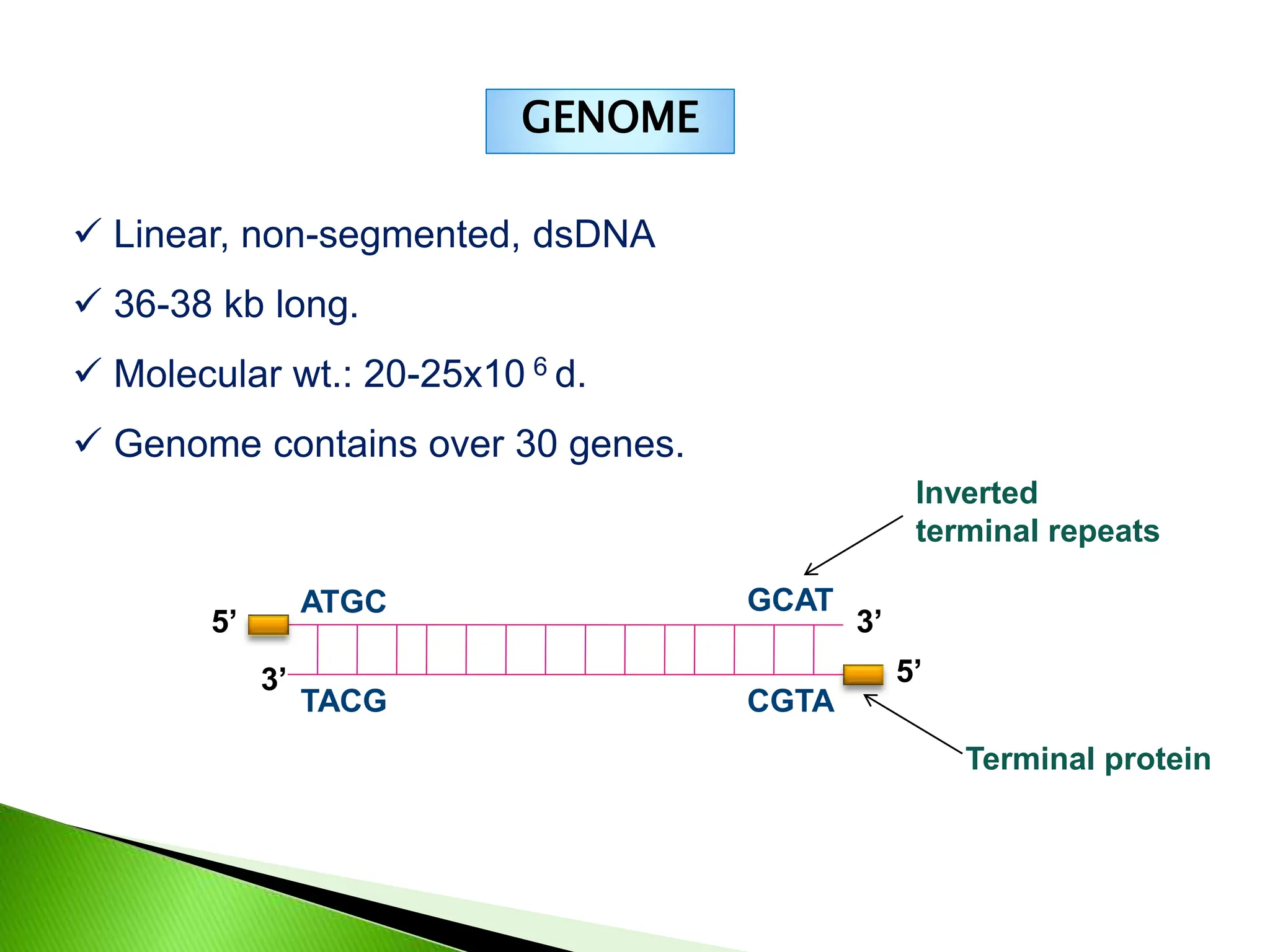 Stages involved in multiplication of Adenoviruses | PPT