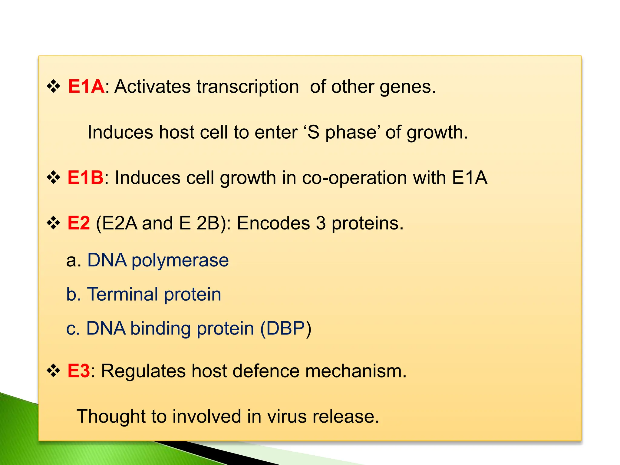 Stages involved in multiplication of Adenoviruses | PPT
