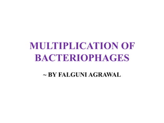 MULTIPLICATION OF
BACTERIOPHAGES
~ BY FALGUNI AGRAWAL
 