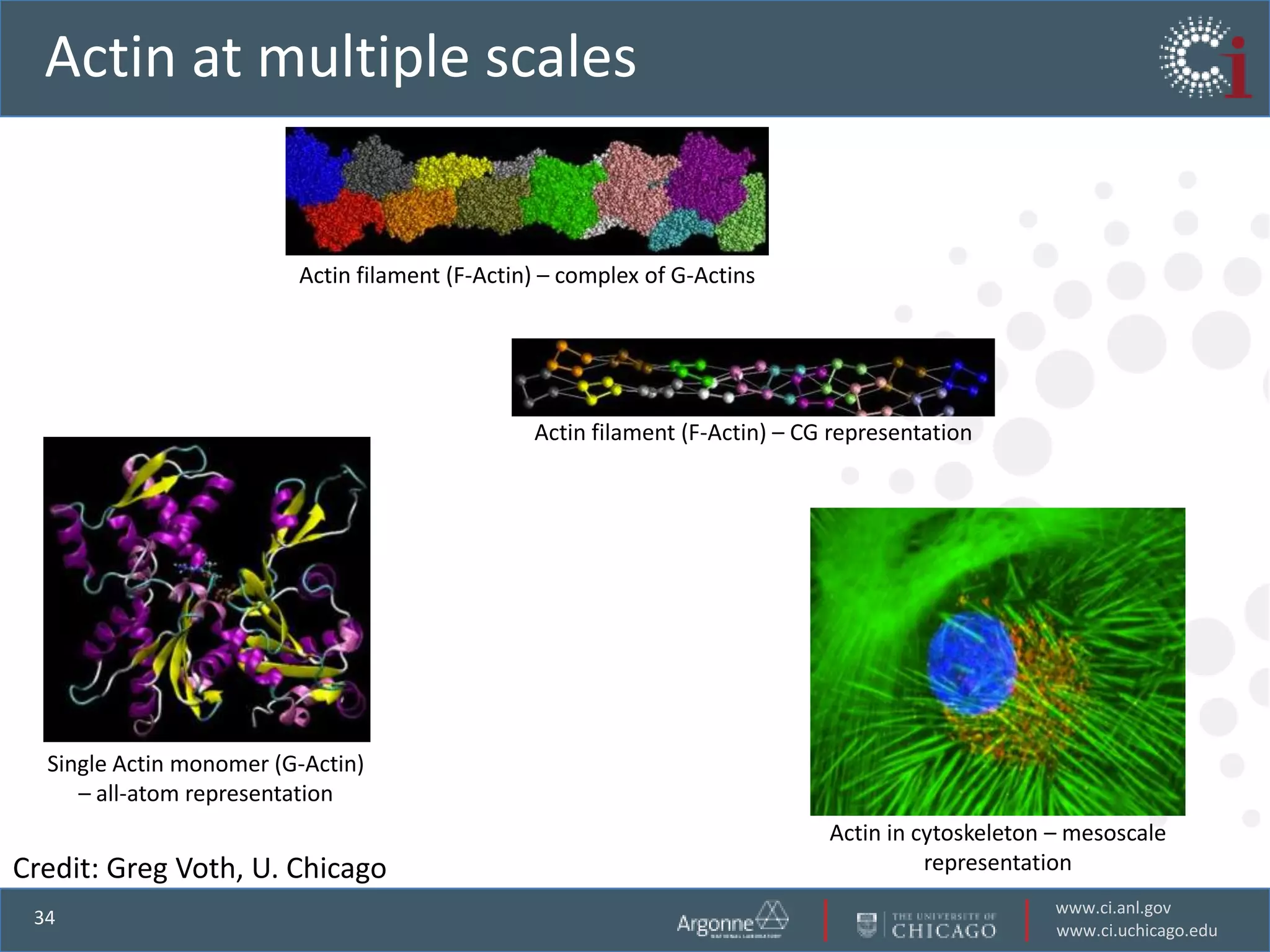 Actin at multiple scales


                         Actin filament (F-Actin) – complex of G-Actins




                                                Actin filament (F-Actin) – CG representation




  Single Actin monomer (G-Actin)
     – all-atom representation
                                                                             Actin in cytoskeleton – mesoscale
Credit: Greg Voth, U. Chicago                                                          representation
                                                                                                   www.ci.anl.gov
 34
                                                                                                   www.ci.uchicago.edu
 