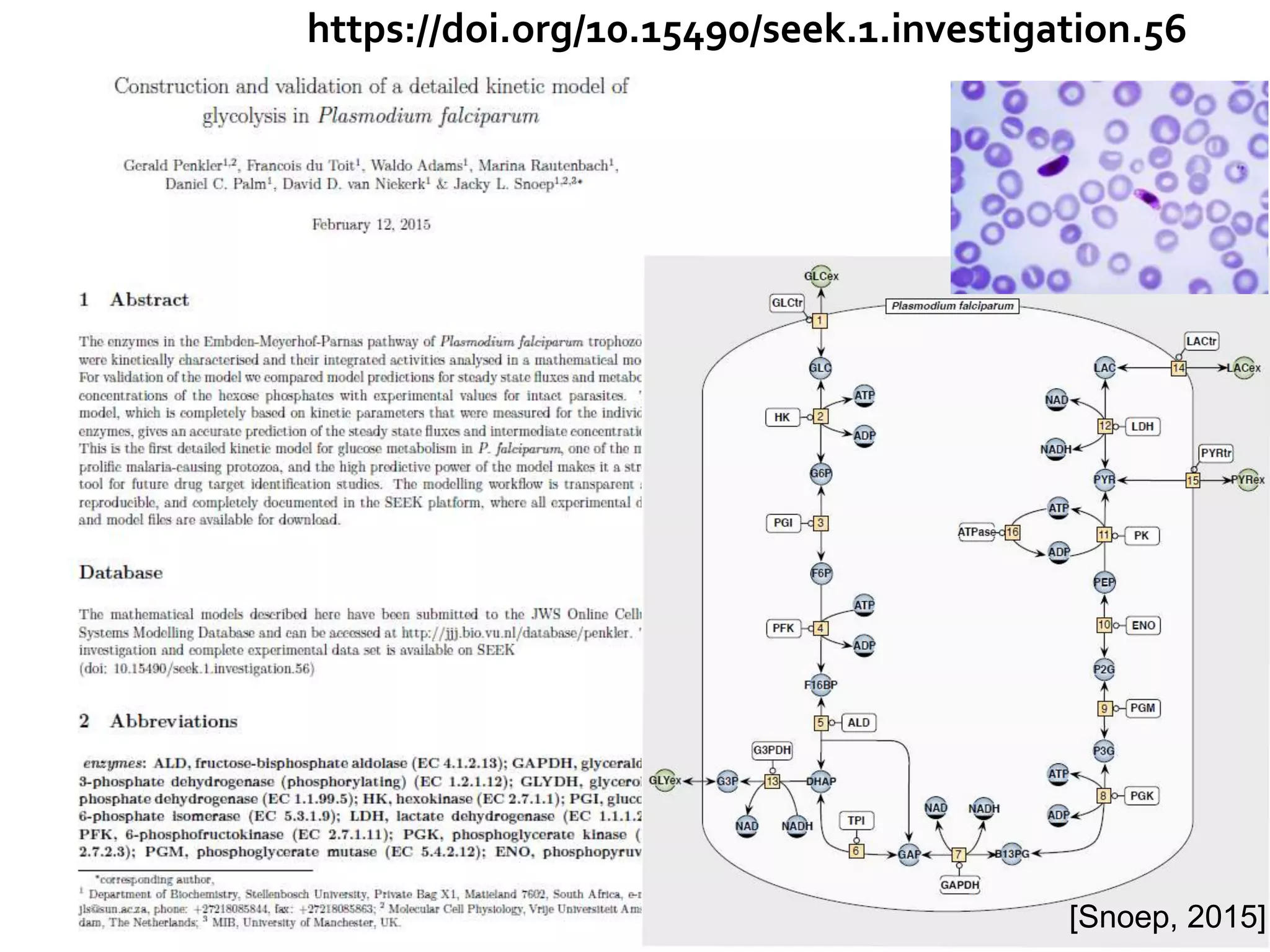 [Snoep, 2015]
https://doi.org/10.15490/seek.1.investigation.56
 