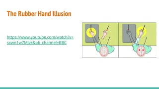The Rubber Hand Illusion
https://www.youtube.com/watch?v=
sxwn1w7MJvk&ab_channel=BBC
 