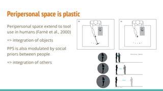 Peripersonal space is plastic
Peripersonal space extend to tool
use in humans (Farnè et al., 2000)
=> integration of objects
PPS is also modulated by social
priors between people
=> integration of others
 