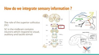 How do we integrate sensory information ?
The role of the superior colliculus
(SC)
SC in the midbrain contains
neurons which respond to visual,
auditory and tactile stimuli
 