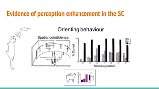 Evidence of perception enhancement in the SC
 