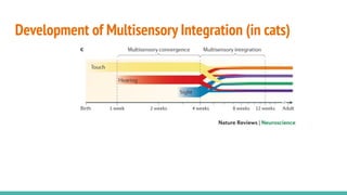 Development of Multisensory Integration (in cats)
 