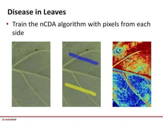 Videometer Larvae Multispectral imaging in Plant Sciences with VideometerLab 3 | PDF