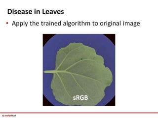 Videometer Larvae Multispectral imaging in Plant Sciences with VideometerLab 3 | PDF