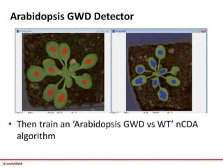 Videometer Larvae Multispectral imaging in Plant Sciences with VideometerLab 3 | PDF
