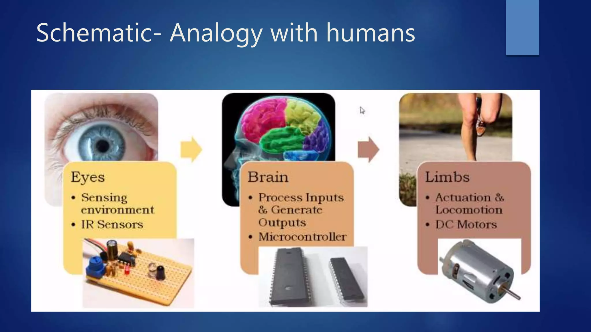 Schematic- Analogy with humans
 