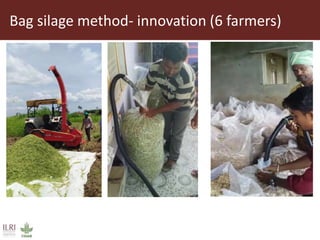 Opportunities for small scale green fodder enterprise in Mulukanoor Women Dairy Cooperative (MWDC), Kareem Nagar, Telangana