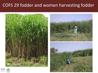 Opportunities for small scale green fodder enterprise in Mulukanoor Women Dairy Cooperative (MWDC), Kareem Nagar, Telangana