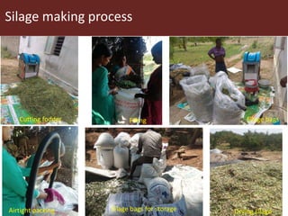 Opportunities for small scale green fodder enterprise in Mulukanoor Women Dairy Cooperative (MWDC), Kareem Nagar, Telangana