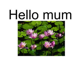 Hello mum 