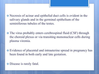  Necrosis of acinar and epithelial duct cells is evident in the
salivary glands and in the germinal epithelium of the
seminiferous tubules of the testes.
 The virus probably enters cerebrospinal fluid (CSF) through
the choroid plexus or via transiting mononuclear cells during
plasma viremia.
 Evidence of placental and intrauterine spread in pregnancy has
been found in both early and late gestation.
 Disease is rarely fatal.
 
