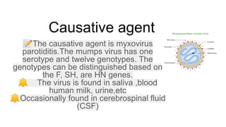 Causative agent
📝The causative agent is myxovirus
parotiditis.The mumps virus has one
serotype and twelve genotypes. The
genotypes can be distinguished based on
the F, SH, are HN genes.
🔔 The virus is found in saliva ,blood
human milk, urine,etc
🔔Occasionally found in cerebrospinal fluid
(CSF)
 