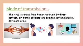  The virus is spread from human reservoir by direct
contact, air-borne droplets and fomites contaminated by
saliva and ur...