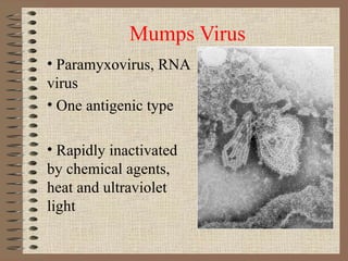 Mumps Virus Paramyxovirus, RNA virus One antigenic type Rapidly inactivated by chemical agents, heat and ultraviolet light  