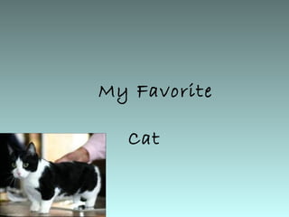 My Favorite

  Cat
 