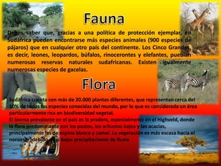 FaunaDebes saber que, gracias a una política de protección ejemplar, en Sudáfrica pueden encontrarse más especies animales (900 especies de pájaros) que en cualquier otro país del continente. Los Cinco Grandes, es decir, leones, leopardos, búfalos, rinocerontes y elefantes, pueblan numerosas reservas naturales sudafricanas. Existen igualmente numerosas especies de gacelas.FloraSudáfrica cuenta con más de 20.000 plantas diferentes, que representan cerca del 10% de todas las especies conocidas del mundo, por lo que es considerada un área particularmente rica en biodiversidad vegetal.El bioma prevalente en el país es la pradera, especialmente en el Highveld, donde la flora predominante son los pastos, los arbustos bajos y las acacias, principalmente las de espina blanca y camel. La vegetación es más escasa hacia el noroeste, debido a las bajas precipitaciones de lluvia