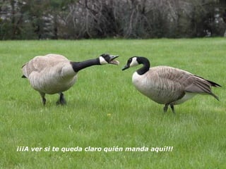 ¡¡¡A ver si te queda claro quién manda aquí!!!   