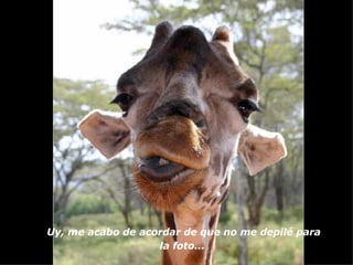 Uy, me acabo de acordar de que no me depilé para la foto...   