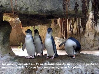 No mires para atrás... Es la desubicada de siempre que justo al  momento de la foto se le ocurre arreglarse las plumas... 