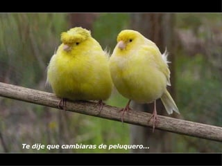 Te dije que cambiaras de peluquero...   