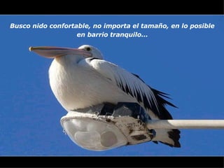Busco nido confortable, no importa el tamaño, en lo posible  en barrio tranquilo...   