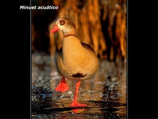 Minuet acuático 