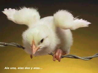 Ala una, alas dos y alas...  