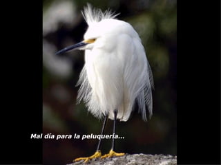 Mal día para la peluquería...   